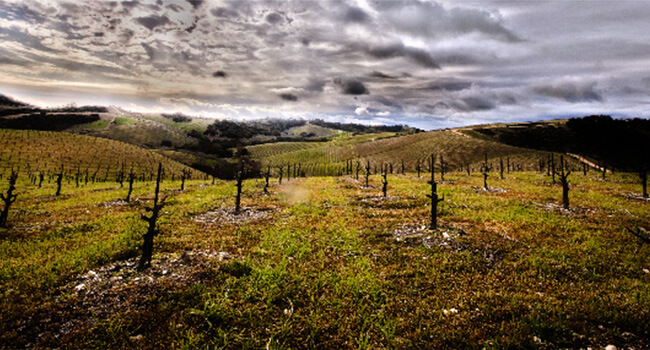 Paso Robles vineyard in winter